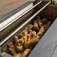 供應豬蹄清洗機 豬頭清洗機 多功能毛輥清洗機自動出料