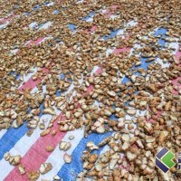 供應廠家直銷金凱牌沙姜烘干機