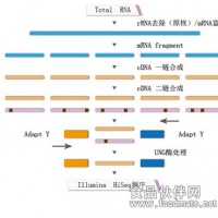 鏈特異性轉(zhuǎn)錄組測序
