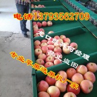 凱祥蘋果分選機分選蘋果大小機器 蘋果選果機廠家 蘋果挑選大小