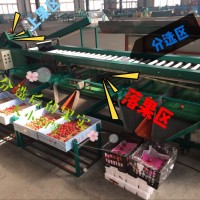 凱祥新型 圣女果選果機，2018升級，大棗、蒜米分選機