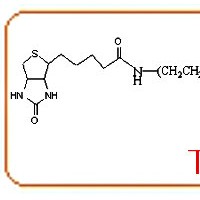 生物素聚乙二醇馬來酰亞胺