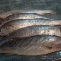 阿根廷黃魚