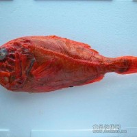 長壽魚