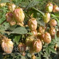 啤酒花提取物黃酮2%