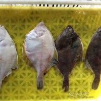 黃金鰈