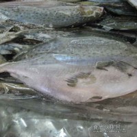 阿根廷斑點鯧魚