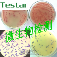 微生物檢測