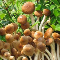 茶樹菇
