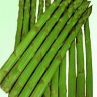 供應進口綠蘆筍種子澤西奈特