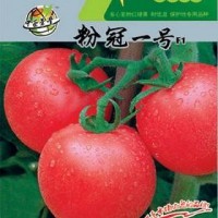供應大棚蔬菜種子,果型均勻,番茄種子
