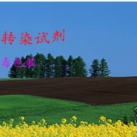 方便快捷的轉染試劑，BHK-21細胞
