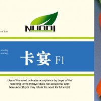 廠家直銷進口雜交優質抗抽薹胡蘿卜種子“卡宴”