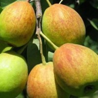 供應庫爾勒香梨