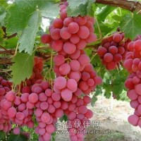 供應(yīng)紅提葡萄