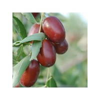 供應(yīng)新疆若羌紅棗