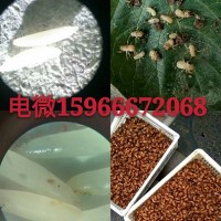 人工養殖金蟬種子種苗蟲卵養殖技術