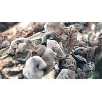 河北狼牙山黑木耳