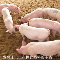 發(fā)酵床養(yǎng)豬菌種