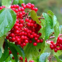 純紅越橘果干