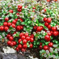 全年供應紅越橘果脯 果干