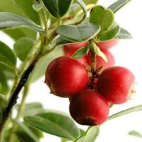蔓越莓果脯，蜜餞