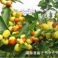 供應優質中秋酥脆棗棗苗、棗樹盆栽、棗果