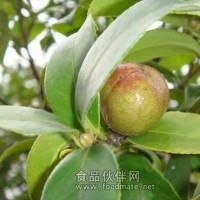 母瑞山山茶油（山柚油） 純本地山柚油