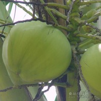 供應(yīng)海南椰子