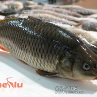 大量供應條凍鯉魚系列產品