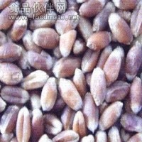 山東黑小麥種子富硒黑小麥種子黑小麥種子種植