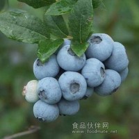供應(yīng)藍(lán)莓苗 櫻桃苗 核桃苗 果樹苗銷售