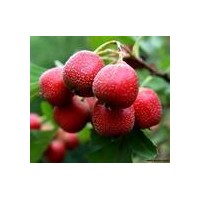 現貨供應山楂提取物