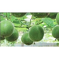 供應羅漢果提取物
