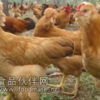 通過喂食中草藥長大的雞