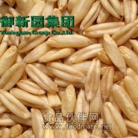 營養豐富 保健食糧 燕麥米
