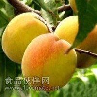 供應濃縮黃桃漿