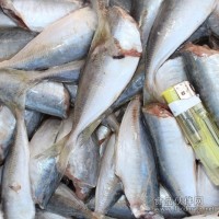 供應(yīng)加喜廠家直銷冷凍二去巴浪魚