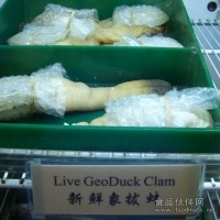 供應(yīng)美國進(jìn)口象拔蚌