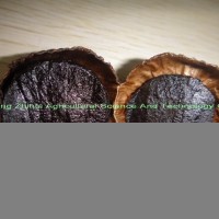 供應黑蒜獨頭