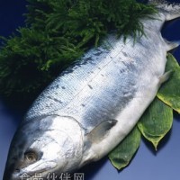 供應挪威三文魚（冰鮮）