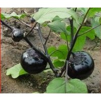 優質茄子提取物批發價格 優質茄子提取物報價