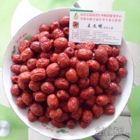 紅棗養生|金絲小棗