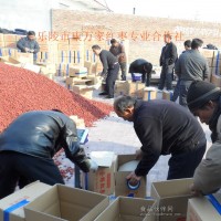 一號樂陵小棗低價格供應(yīng)