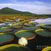 美國開心果進口需要--手續和單證/流程