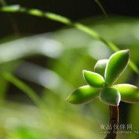 進口奶粉清報關/選購進口奶粉指南已經選購誤區