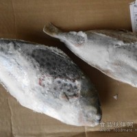 阿根廷花鯧魚(yú)（海捕）