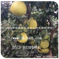 三年生的紅肉蜜柚樹苗批發銷售