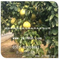 直徑2公分以上的紅肉蜜柚樹苗廠家直銷
