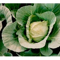 唐山市優質甘藍大頭菜